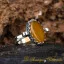 Yellow Aqeeq Hand Made Simple Women Ring